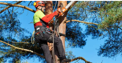 tree arborist Adelaide Hills