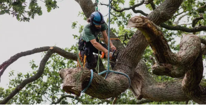 tree removal Adelaide Hills